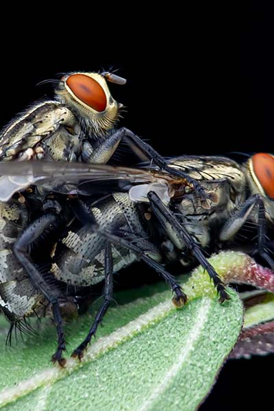 Insects having sex