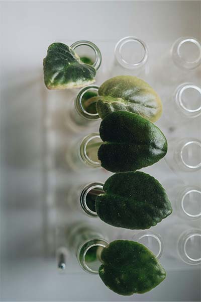Plant specimans
